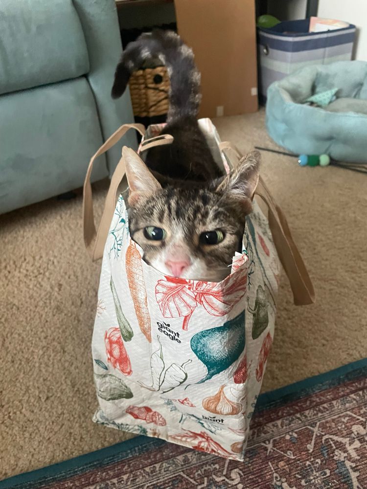 a kitty cat in a reusable shopping bag