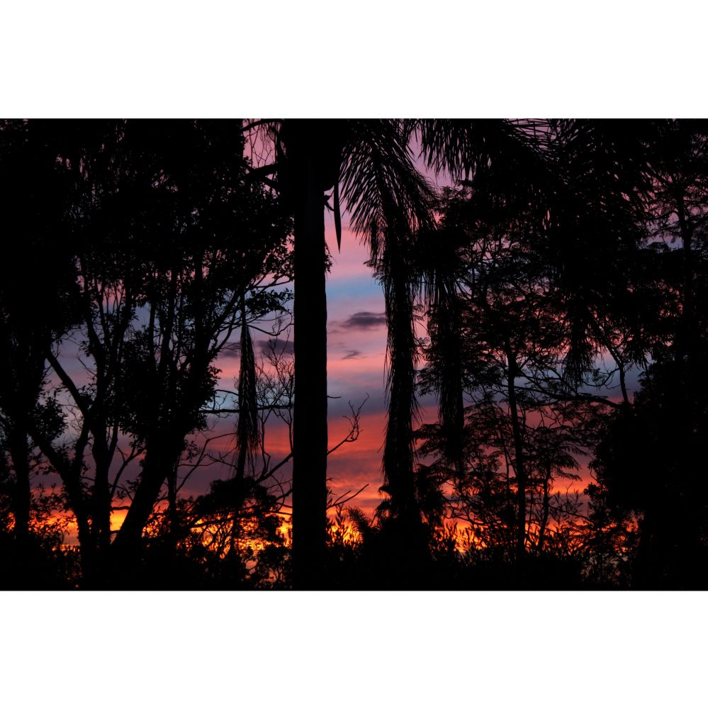 A sunset photographed through silhouetted trees - oranges and reds fading to pinks and blues against the silhouettes