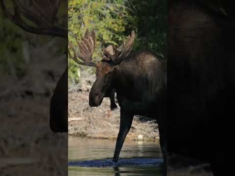 YouTube video by The Earthshot Prize