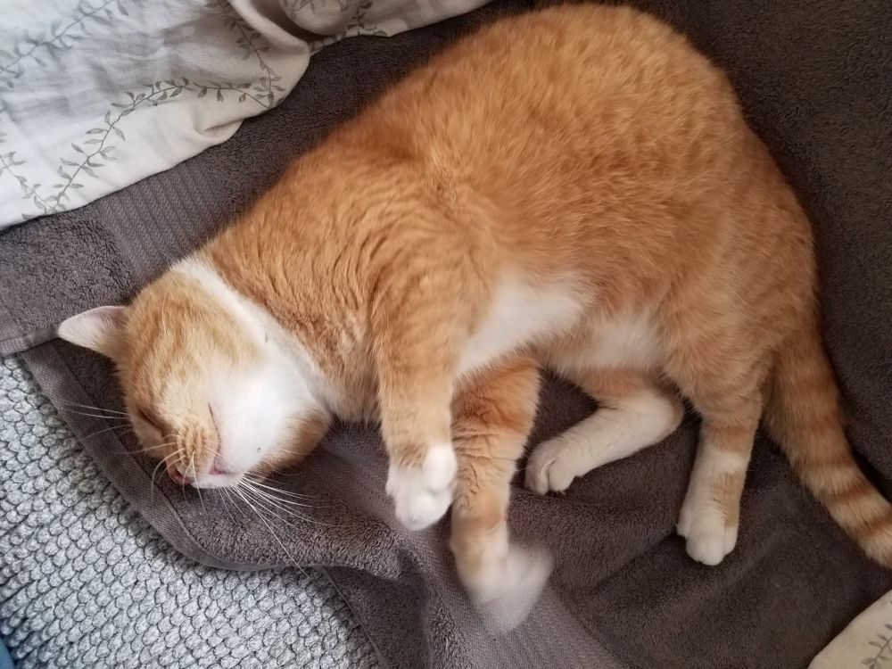 Yellow and white cat flopped on his right side. Right front paw is blurred, probably because he was making air biscuits.