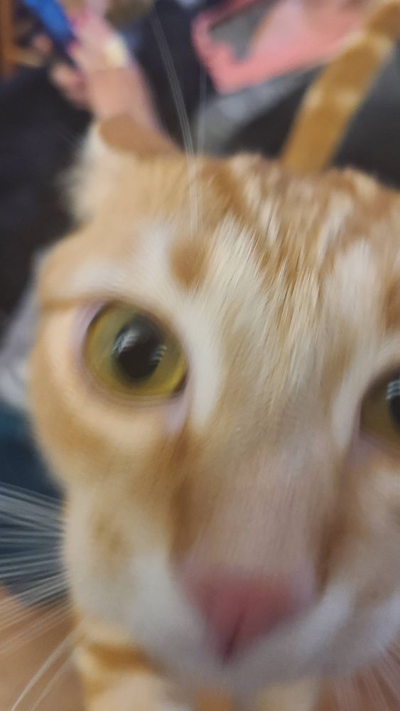 A orange and white tabby attacking the cameraman.