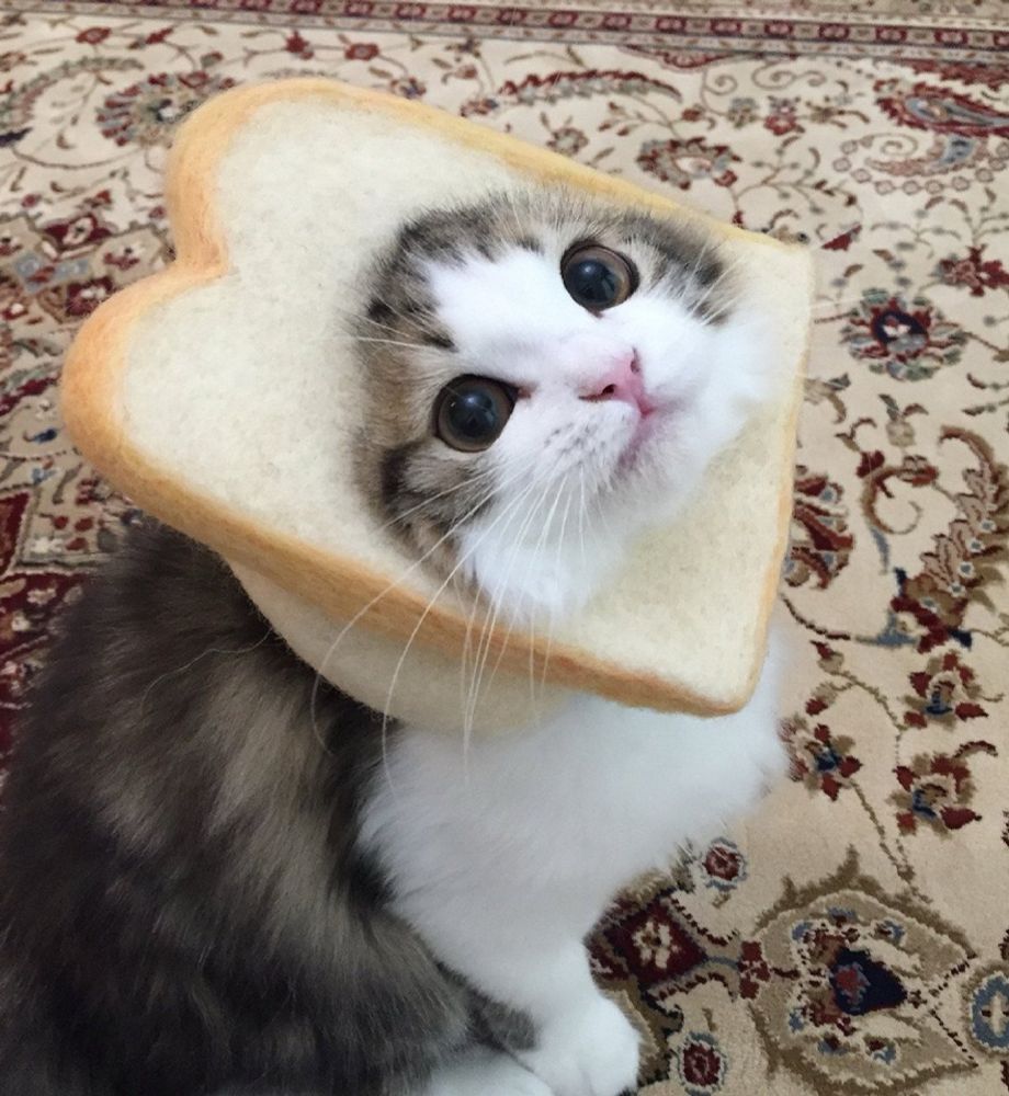 Photo of a cat with a piece of toast around its head
