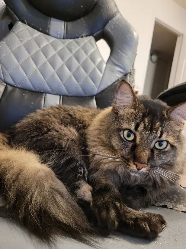 A curled up tabby cat on a badly mauled gaming chair, staring at the camera