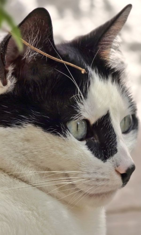 Photo de 3/4 de la jolie tête de mon chat Bilbao 5,5ans, blanc et noir avec de jolies tâches, il a de magnifiques yeux verts d'eau