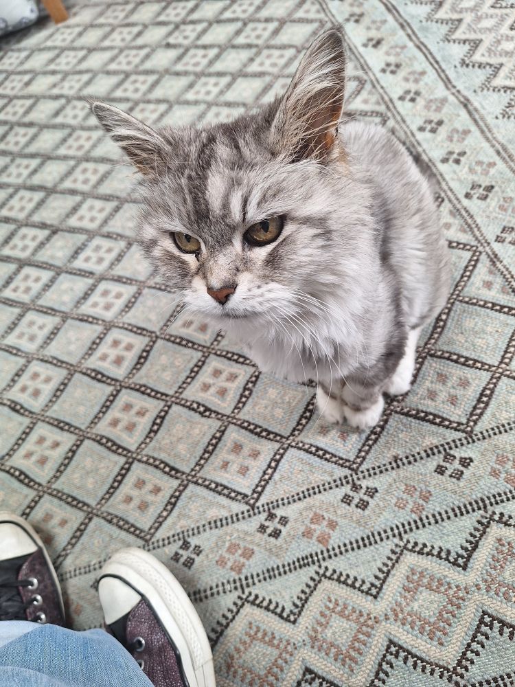 Grumpy silver tabby cat 