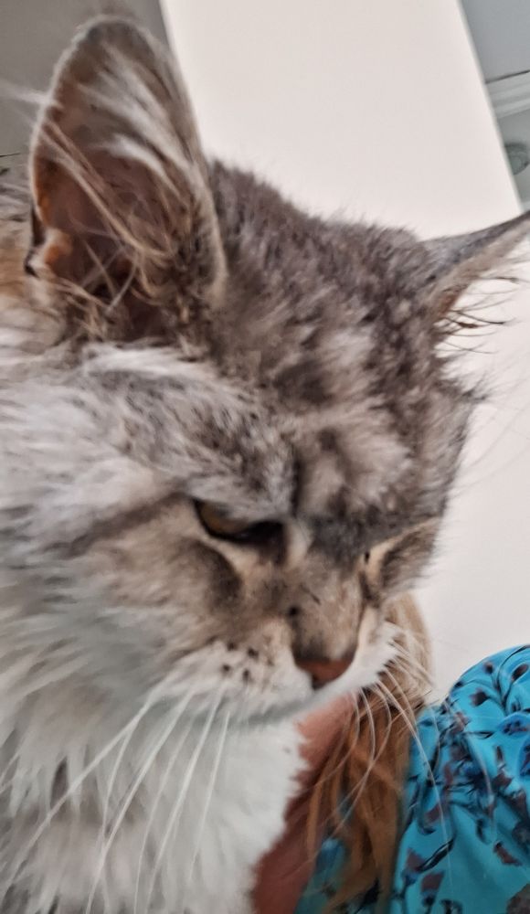 Tabby cat sitting on my chest 