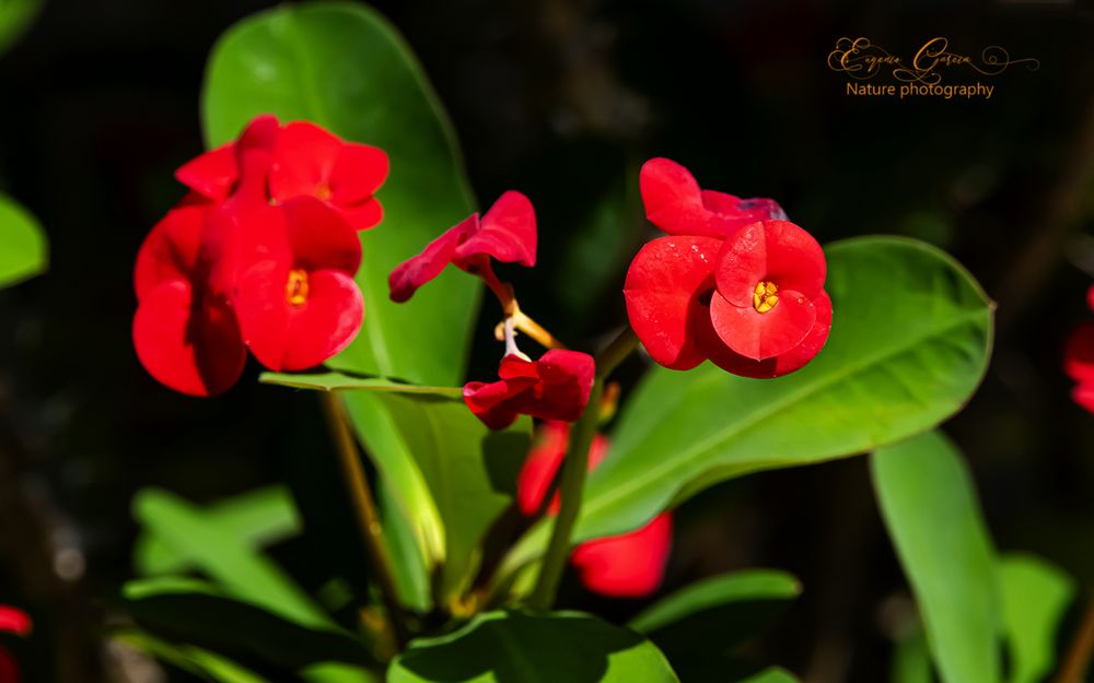 Euphorbia milii , arbusto procedente de Madagascar, que se desarrolla abundantemente en barrancos, laderas y terrazas a media sombra ya pleno sol principalmente . 
  De uso ornamental, su nombre común hace alusión a la corona de espinas que se impuso a Jesucristo antes de su ejecución. 