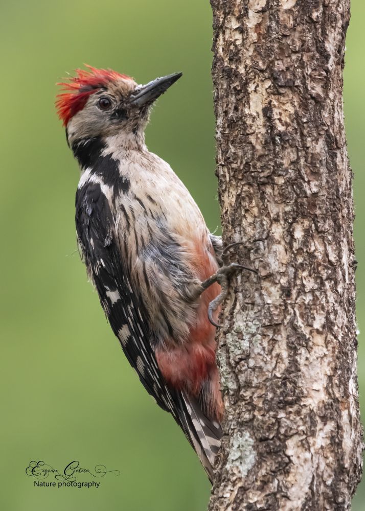 The Middle spotted woodpecker ( Leiopicus medius ) likes to feed high in the trees, moving constantly and making a good view difficult.