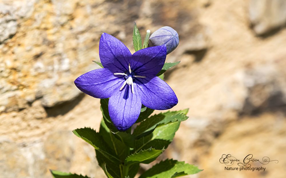 Platycodon grandiflorus , la raíz de esta especie se utiliza intensamente en Asia como antiinflamatorio en el tratamiento de toses y resfriados, 
 Las yemas se hinchan en forma de globos antes de su apertura, de ahí el nombre en inglés de " Balloon Flower " 
