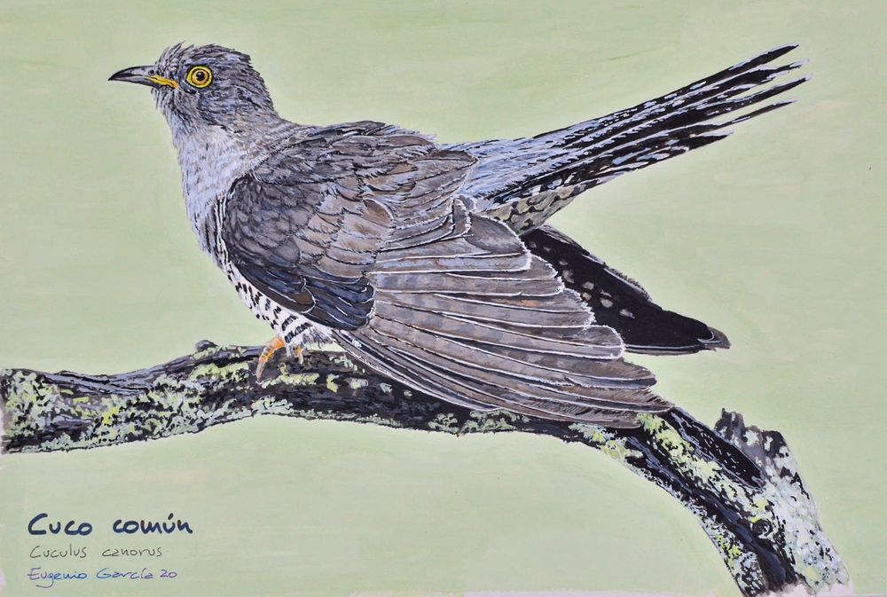 El dibujo está hecho con acuarela y gouache , el cuco está posado sobre una rama , con sus alas y cola desplegadas en una pose de la época de celo . 