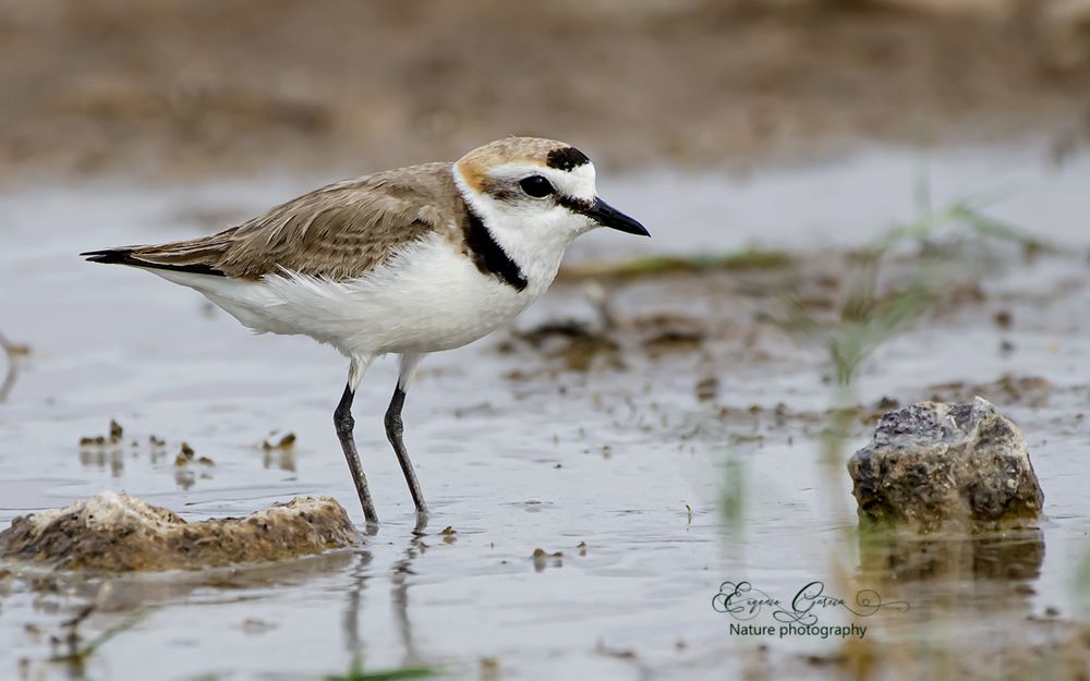 The Kentish plover (Charadrius alexandrinus) is a small wader that breeds on the shores of saline lakes, lagoons, and coasts, inhabiting sand dunes, marshes, semi-arid deserts, and tundra.