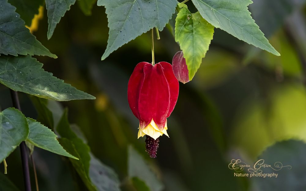 Abutilon megapotamicum , es una planta ornamental en jardines subtropicales 