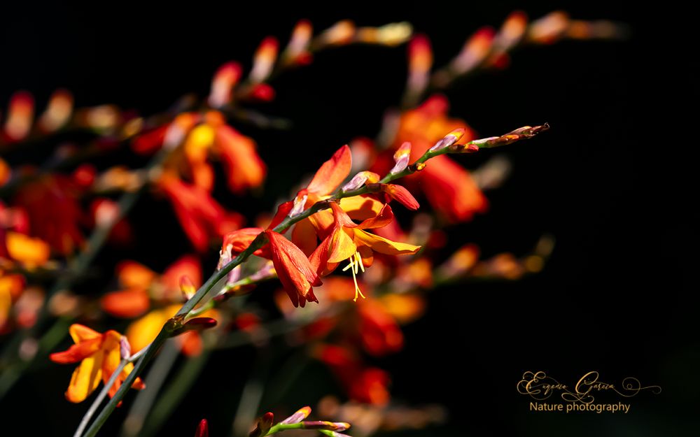 Crocosmia aurea , las semillas de esta planta suelen ser ingeridas por las aves, mientras que sus bulbos son parte de la dieta de cerdos salvajes. 
  En la medicina tradicional, esta planta se utiliza para curar la disentería .