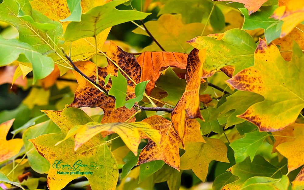 El Tulipero de Virginia Liriodendron tulipufera ) pone un color amarillo ocre en el jardín , antes de desprenderse de sus hojas. 