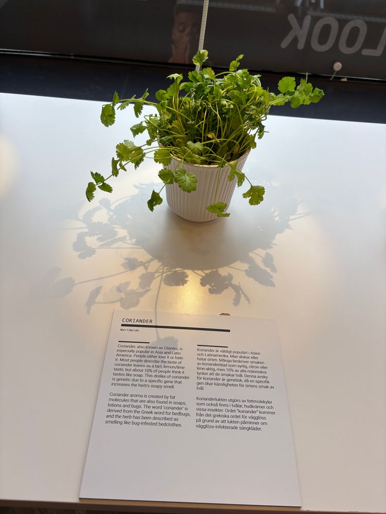 Small pot of cilantro in the Disgusting Food Museum. "The dislike of coriander is genetic, due to a specific gene that increases the herb's soapy smell; 10% think it tastes like soap."