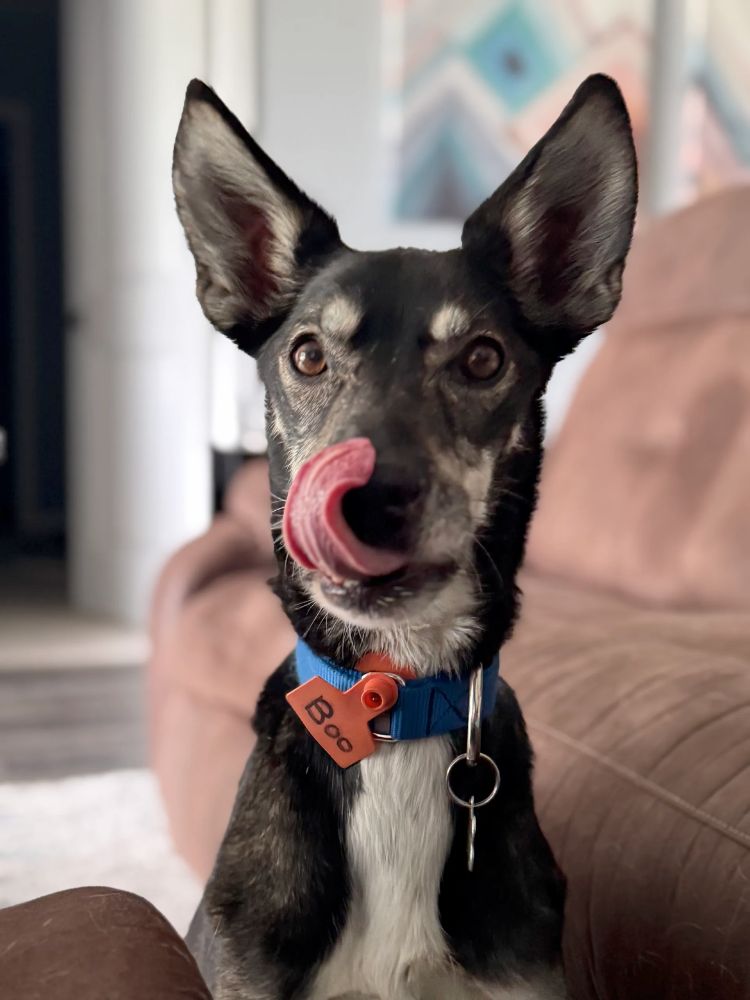 Boo dog with ears cocked and tongue licking nose like a boss