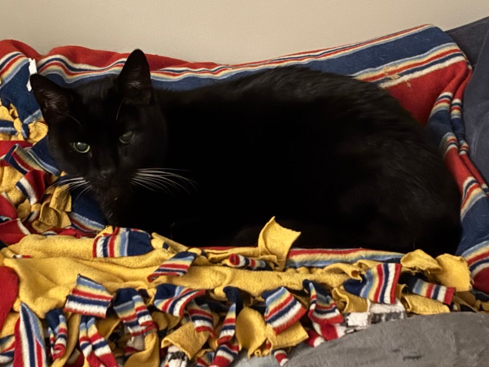 A handsome black cat with white whiskers sits on his brother’s blanket in his brother’s favorite spot on the couch, claiming it for himself 