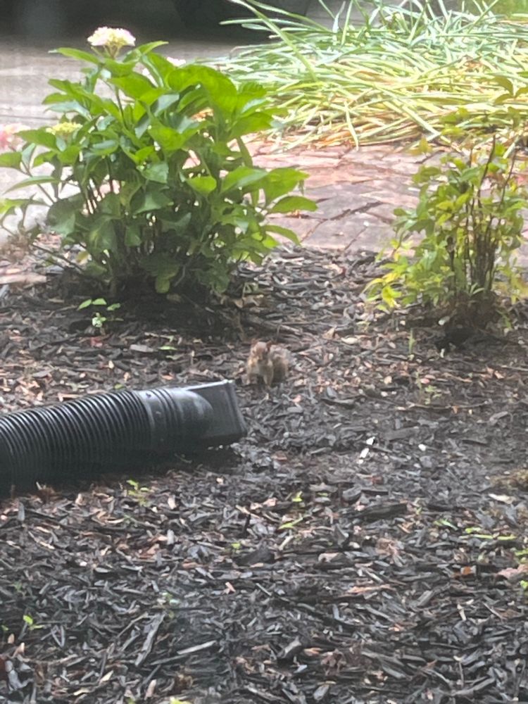 Chipmunk on all fours