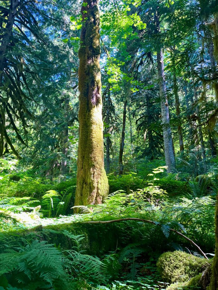 Old Salmon River trail. View from the trail: Tall tree covered with chartreuse moss, ferns, sunlight coming through break in the canopy, many mossy trees