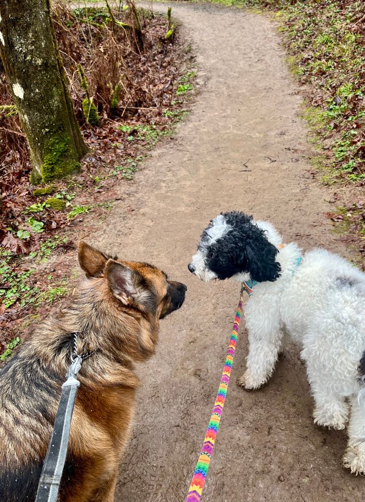 German shepherd dog and small standard poodle who desperately needs a haircut, leashed and walking on a dirt path.