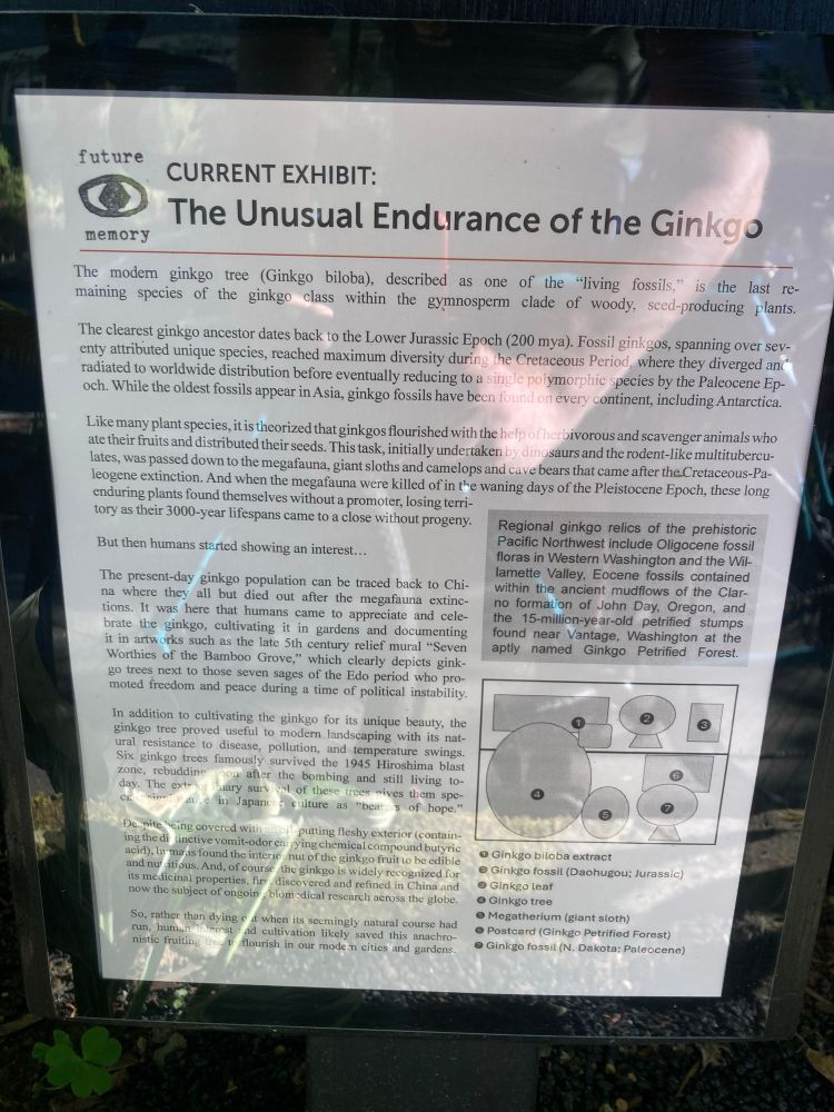 an info sheet explaining the ginkgo diorama