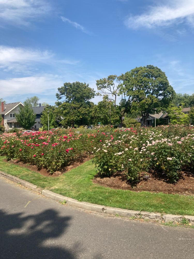 ladd’s addition south rose garden 