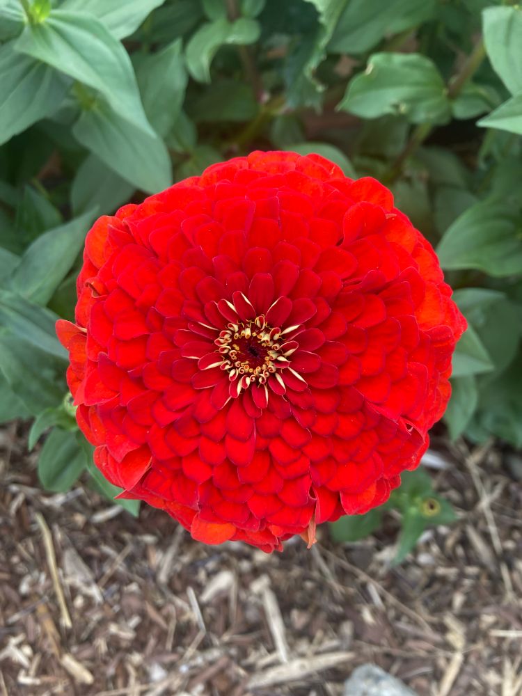 red flower