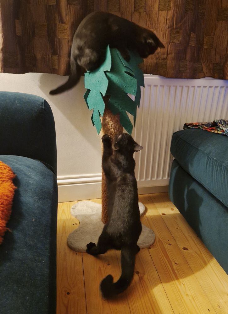 Shirley cat protects the top of her scratching tree while Warren cat attacks the base