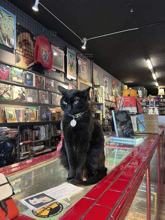 A black cat sitting on a shop counter
