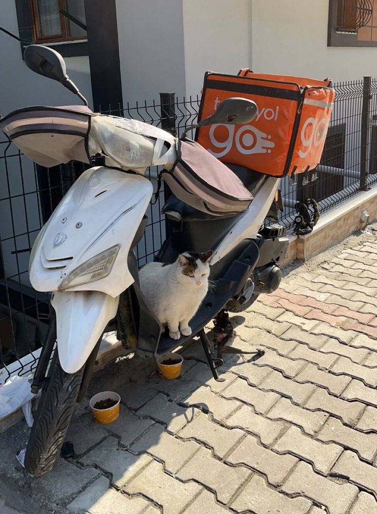 A brown and wite cat sitting on a scooter.