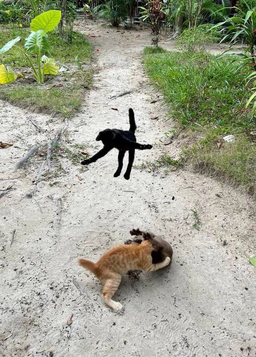 Three kittens playing in sand.