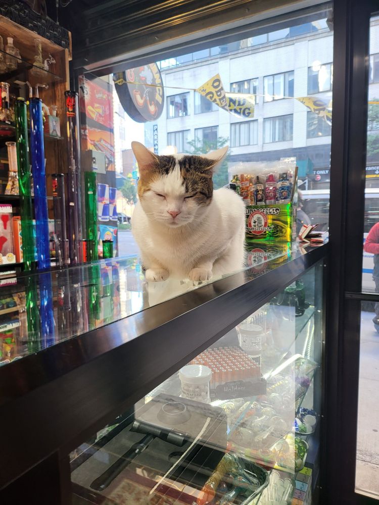 A white and brown cat snoozing on a counter of an interesting recreational store
