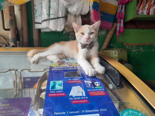 A small white and ginger kitten on a shop display stand