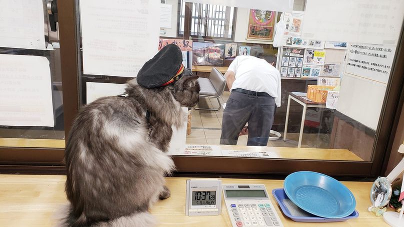 A cat sitting inside a railway station booth wearing a station master's hat