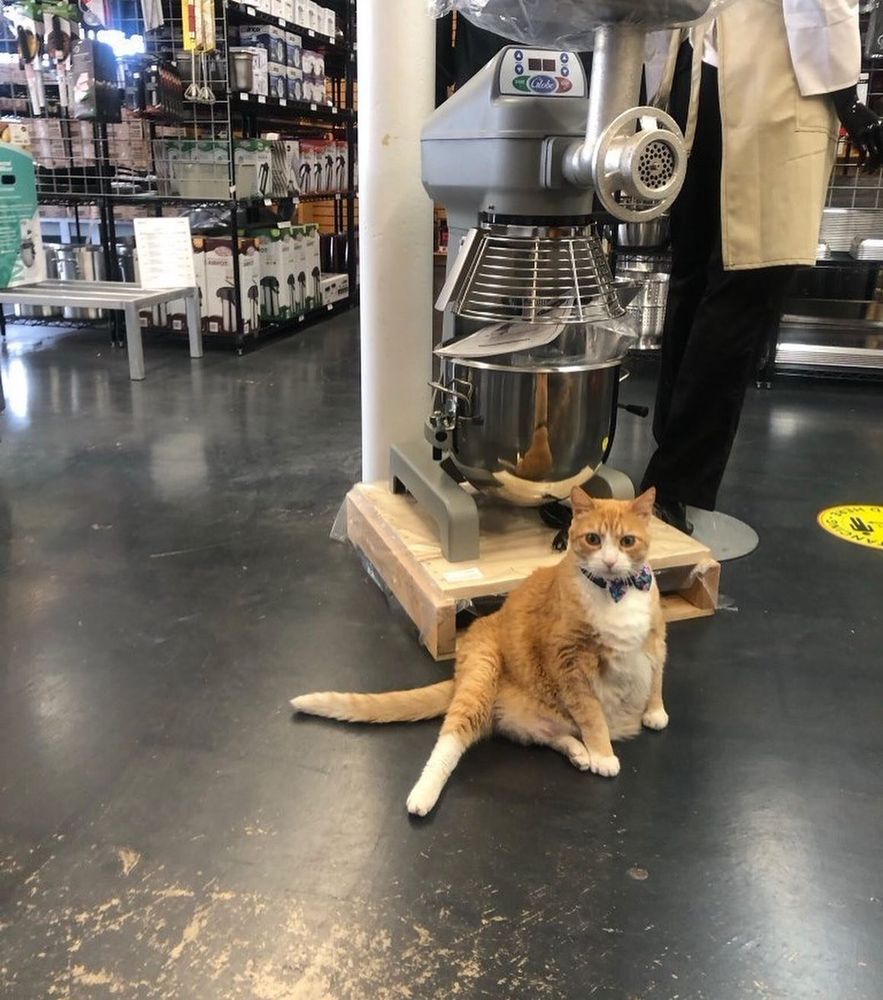 A rather large orange and white cat sitting in a store next to a huge stand mixer.