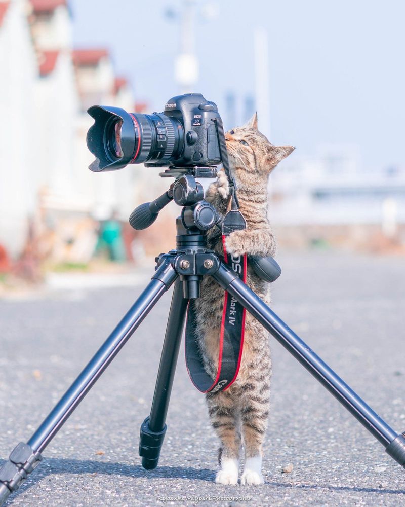 A brown cat standing on tippy-toes and looking into the viewfinder of a digital camera on a tripod.