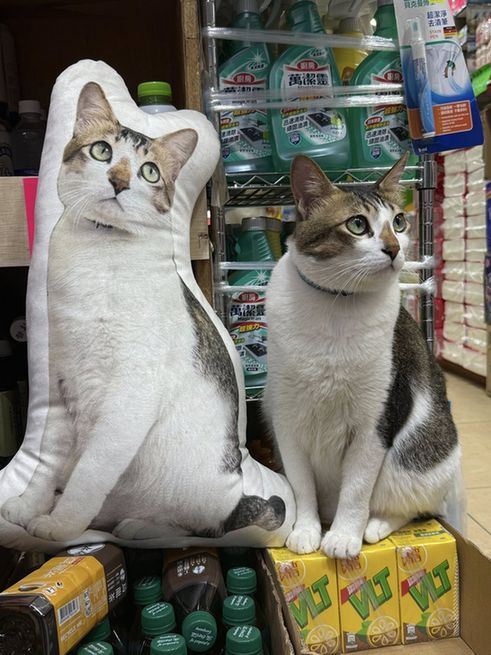 A brown and white cat next to a pillow with the cat's image printed on it.