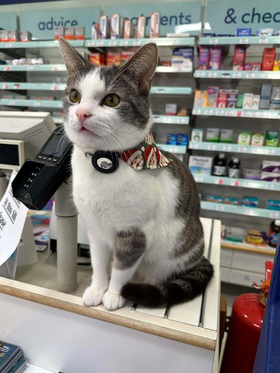 A white and grey cat sitting on the counter of a chemist.