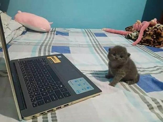 A small grey kitten sitting at a laptop computer