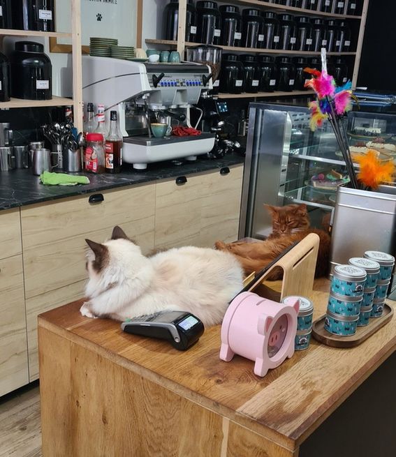 Two cats behind the counter in a cafe.