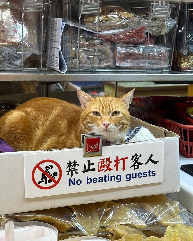 A ginger cat sitting in a box marked 'no beating guests.'