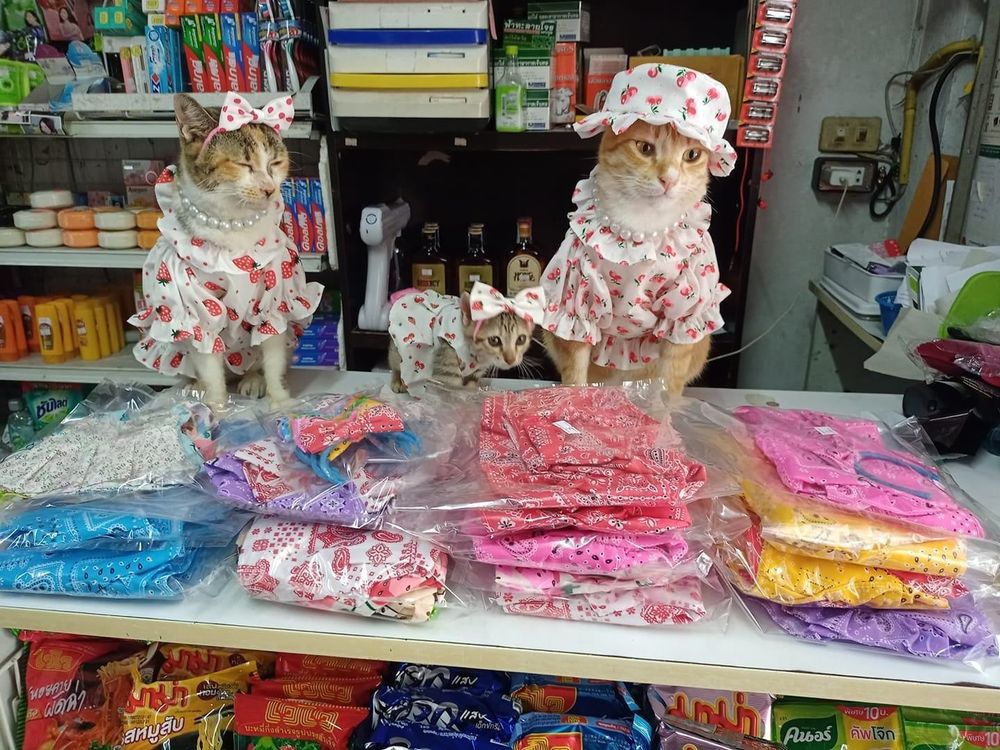 Two cats and a kitten sitting on a shop table. They are wearing an array of fancy dresses and outfits.