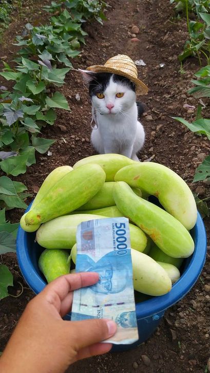A white cat with black spots is wearing a sunhat, and sitting next to a bowl of vegetables or fruit. A human hand offers the cat some cash money.