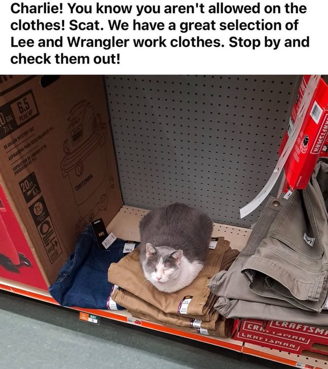 Charlie (cat) sleeps on some work clothes on a store shelf.