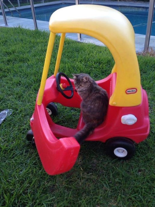 A brown cat sits inside a toy yellow and red car on green grass.