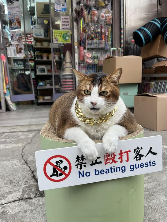 A brown and white cat outside a store, above a sign which reads 'No beating guests'.