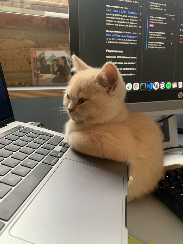 A kitten leaning on a laptop
