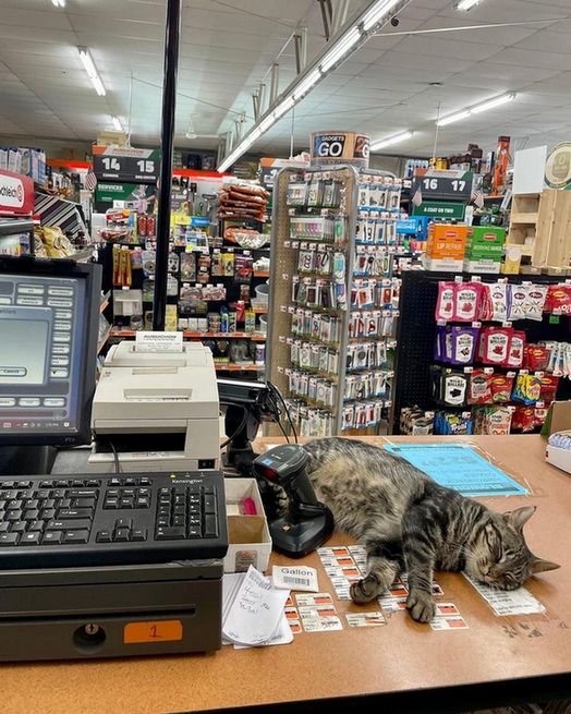A brown striped cat asleep inside a shop