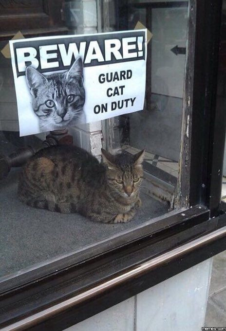 A stern looking brown cat inside a shop window below a sign which reads 'BEWARE! Guard cat on duty!'