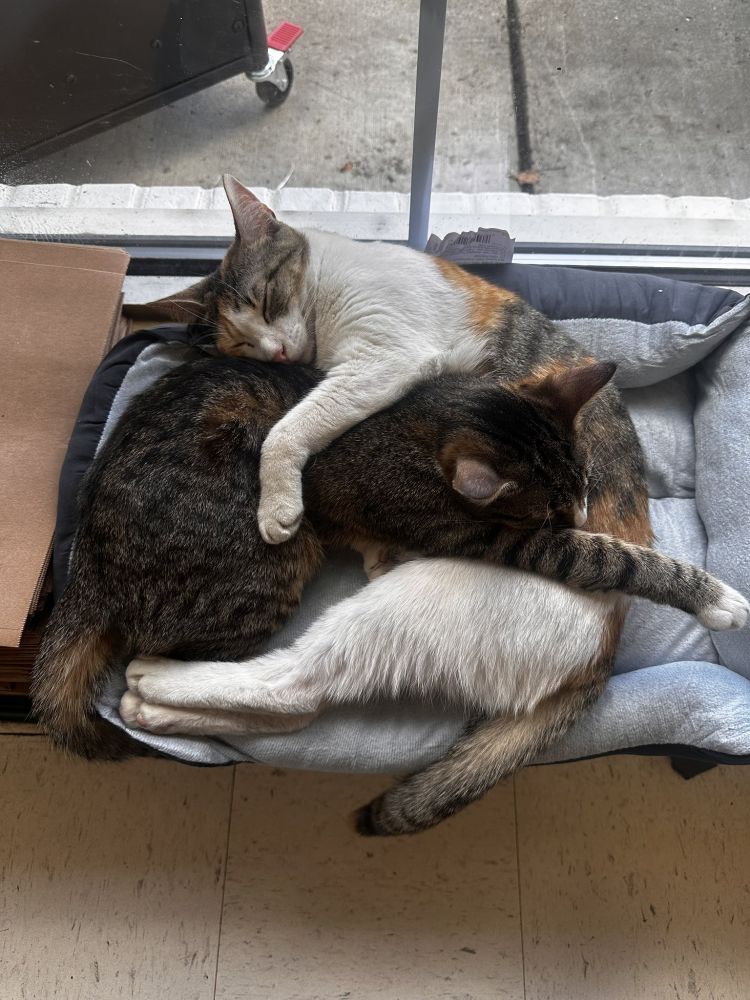 A pile of cats